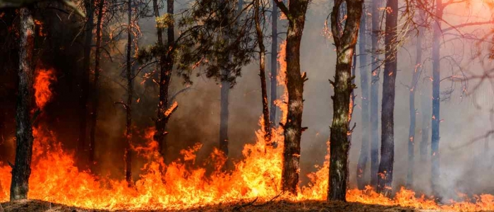 Incendi in Sardegna, Solinas chiede a Draghi una parte del Pnrr per la riforestazione