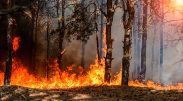 Incendi in Sardegna, Solinas chiede a Draghi una parte del Pnrr per la riforestazione