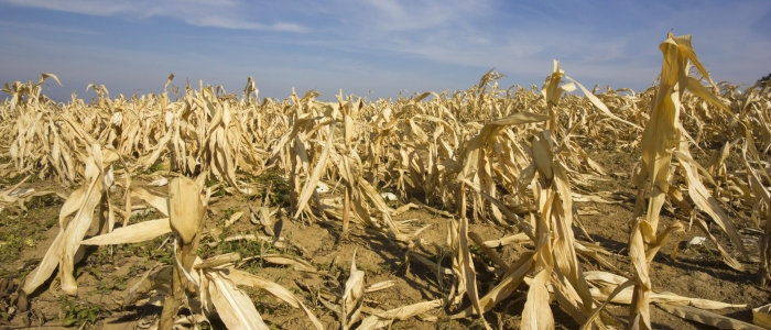 Cambiamenti climatici, gravi danni per il settore agricolo italiano