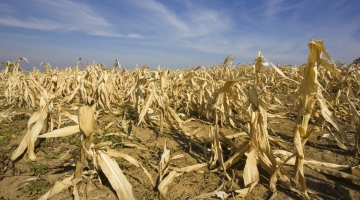 Cambiamenti climatici, gravi danni per il settore agricolo italiano