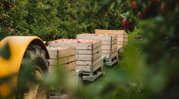 Agricoltura, troppi controlli e lavoratori senza Green pass: a rischio i raccolti