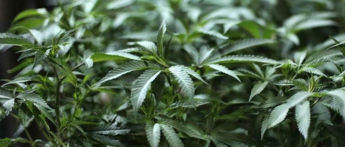 Cannabis legale: M5s e Pd favorevoli ma FI frena gli entusiasmi