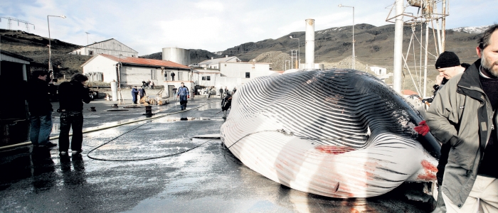 Islanda, dal 2024 stop alla caccia alle balene