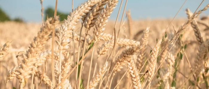Grano dalla Russia, il Cremlino: “Non forniremo prodotti ai nostri nemici”