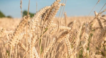 Grano dalla Russia, il Cremlino: “Non forniremo prodotti ai nostri nemici”