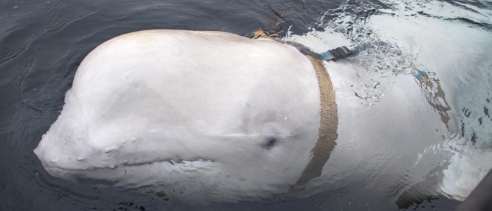 Mar Nero, i russi utilizzano delfini “soldato” per controllare i fondali