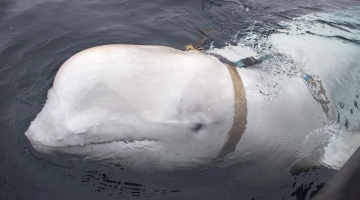 Mar Nero, i russi utilizzano delfini “soldato” per controllare i fondali