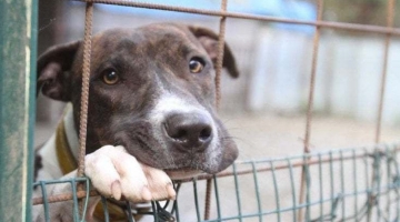 Sono 117mila i cani adottati durante il lockdown e poi restituiti