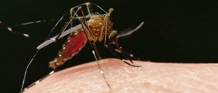 Virus West Nile, aumento di contagi e decessi in Italia