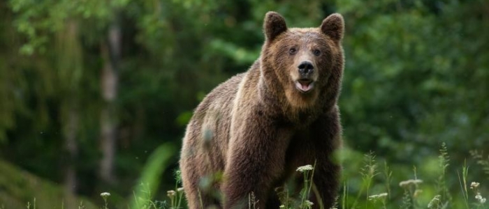 Trento, sospeso abbattimento dell’orsa Gaia