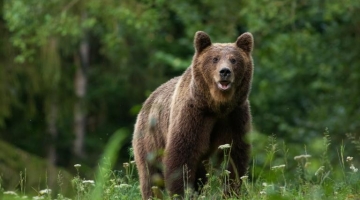 Trento, sospeso abbattimento dell’orsa Gaia