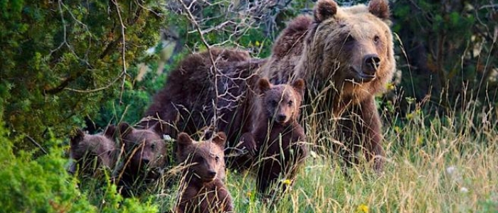 Trentino, Fugatti: “Oltre 70 gli orsi da trasferire o abbattere”