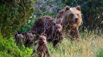 Trentino, Fugatti: “Oltre 70 gli orsi da trasferire o abbattere”