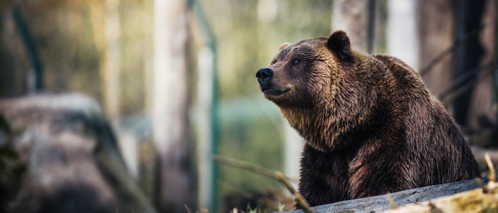 Trento, il Tar respinge l’ordinanza di abbattimento degli orsi