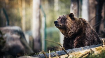 Trento, il Tar respinge l’ordinanza di abbattimento degli orsi