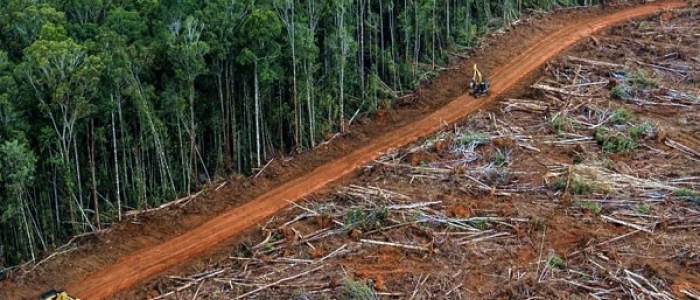 Amazzonia, siglata nuova alleanza contro la deforestazione