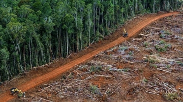 Amazzonia, siglata nuova alleanza contro la deforestazione