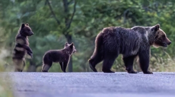 San Benedetto dei Marsi, ritrovati i cuccioli dell’orsa Amarena