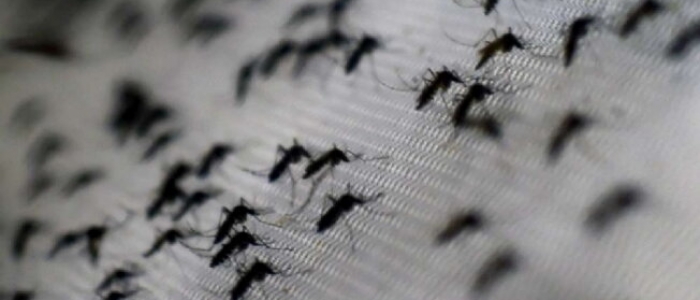 Ministero della Salute alle Regioni: contro dengue bonifiche e prevenzione