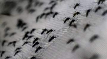 Ministero della Salute alle Regioni: contro dengue bonifiche e prevenzione