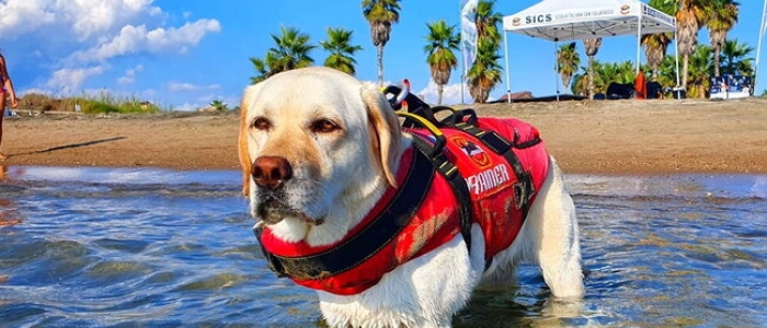 Addio a Mira, il cane-bagnino che salvò 8 bambini sulle spiagge del Lazio