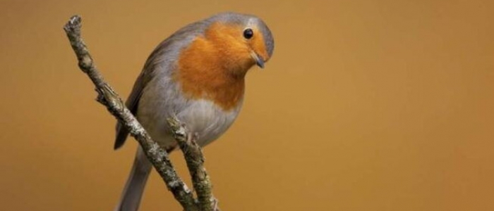 Animali, il canto degli uccelli è guidato da due geni