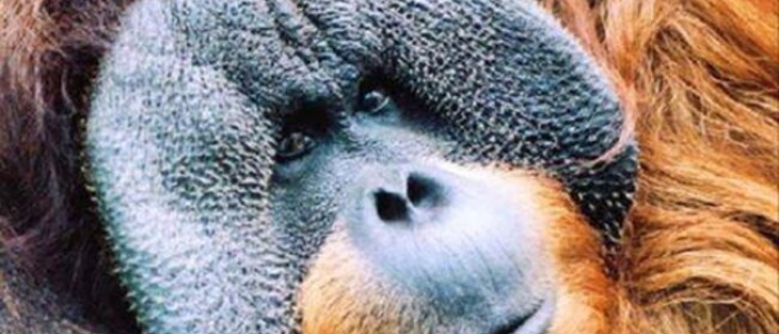 Ecco l'orango che si cura una ferita con le erbe: è il primo animale a curarsi da solo