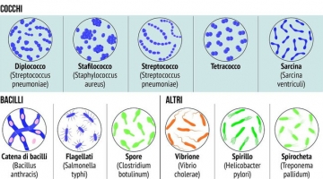 Streptococco, boom di casi tra i bambini: ecco perché