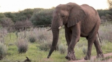 Il saluto degli elefanti africani? Cambia in base all'interlocutore