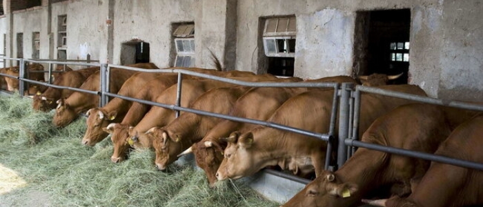 Magnago (Milano), agricoltore caricato e ucciso da una mucca