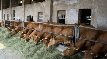 Magnago (Milano), agricoltore caricato e ucciso da una mucca