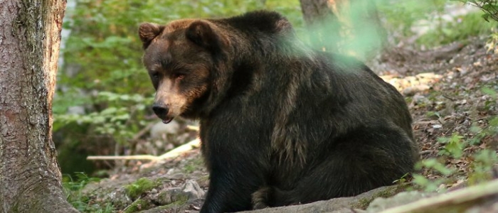 Ventiseienne ucciso da orsa, Fugatti dà ok al trasferimento di JJ4 nella Foresta Nera