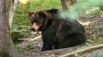 Ventiseienne ucciso da orsa, Fugatti dà ok al trasferimento di JJ4 nella Foresta Nera