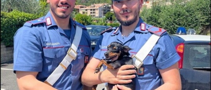 Roma, cane cade in un tombino: salvato dai carabinieri