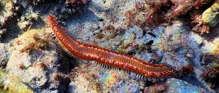 Vermocane, è invasione al Sud Italia: cos'è e quali sono i pericoli per l'uomo