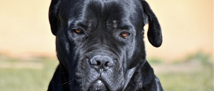 Lecce, azzannata dal cane del nipote: 97enne ricoverata in gravi condizioni