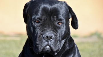 Lecce, azzannata dal cane del nipote: 97enne ricoverata in gravi condizioni