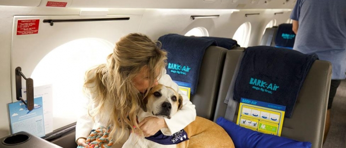 In volo con Bark Air, la prima compagnia aerea di lusso per cani