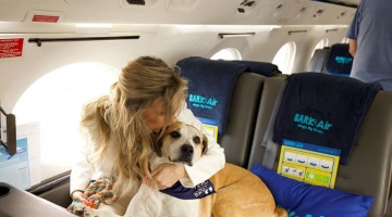 In volo con Bark Air, la prima compagnia aerea di lusso per cani