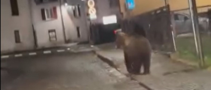 Trentino, orso si aggira nel centro in festa di Malé: "Una potenza letale"