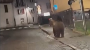 Trentino, orso si aggira nel centro in festa di Malé: "Una potenza letale"