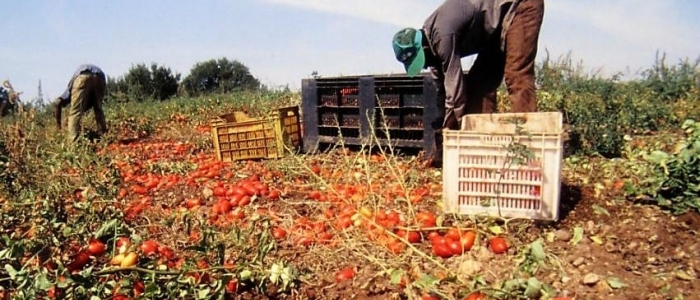 Latina, la moglie del bracciante morto: "Ho implorato il padrone di soccorrerlo ma lui doveva salvare la sua azienda"