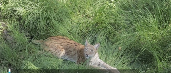 Buone notizie per la lince iberica: è fuori dal pericolo estinzione