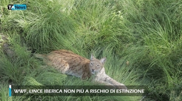 Buone notizie per la lince iberica: è fuori dal pericolo estinzione