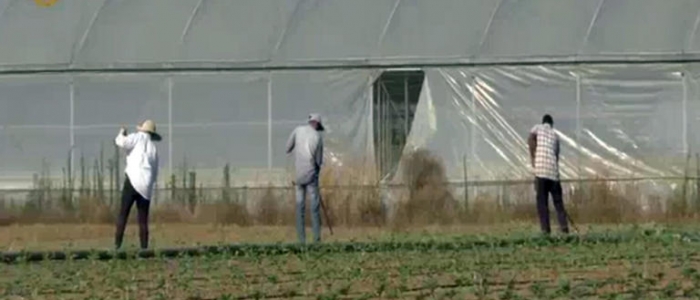 Latina, il medico indiano costretto a lavorare nei campi: "Ho perso un occhio in serra, il padrone non mi ha soccorso ed è andato a pranzo"