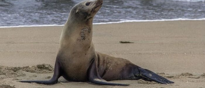 Sudafrica, ragazzino italiano in vacanza morso da una foca