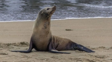 Sudafrica, ragazzino italiano in vacanza morso da una foca