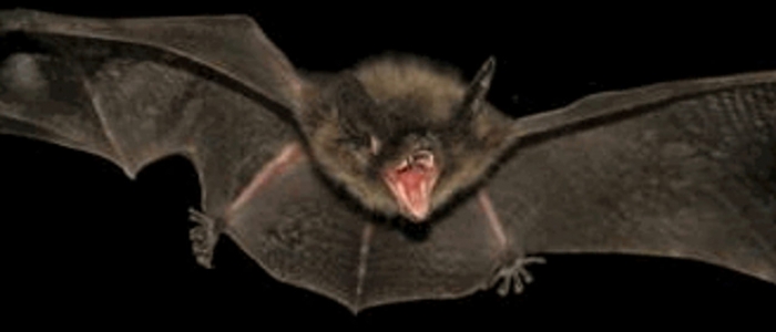 Pipistrelli, come batte forte il cuore...fino a 900 volte al minuto in volo