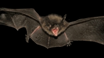 Pipistrelli, come batte forte il cuore...fino a 900 volte al minuto in volo