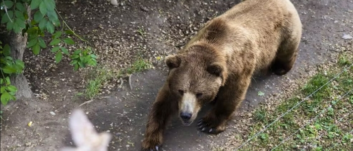 Trentino, turista aggredito da un orso: in ospedale con ferite agli arti